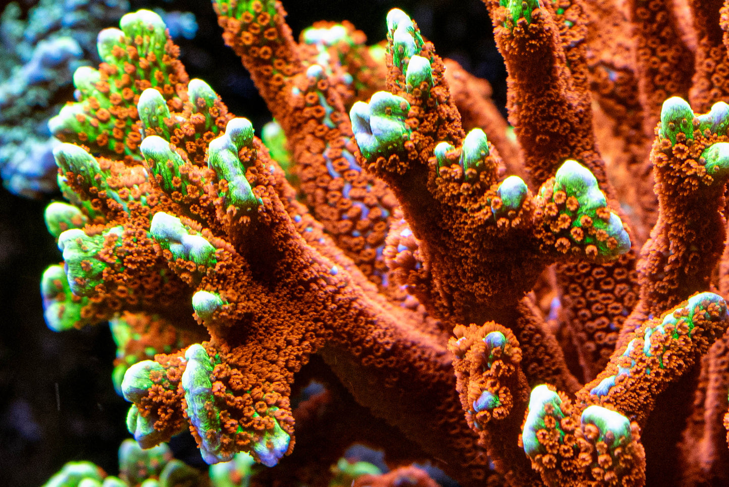 Bubblegum Montipora Digitata