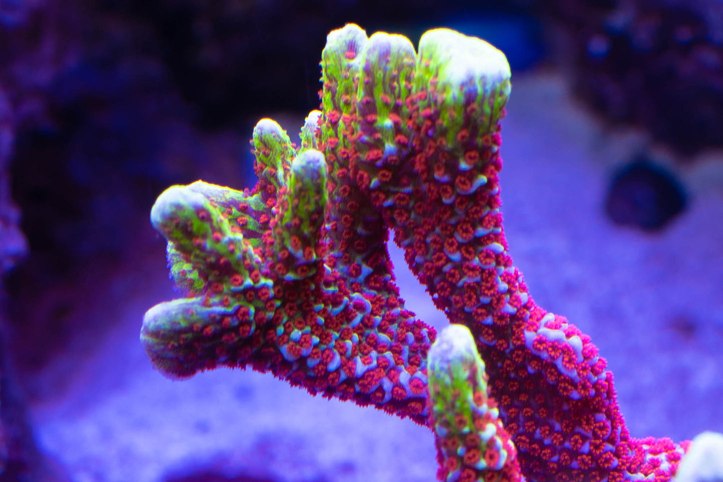 Bubblegum Montipora Digitata