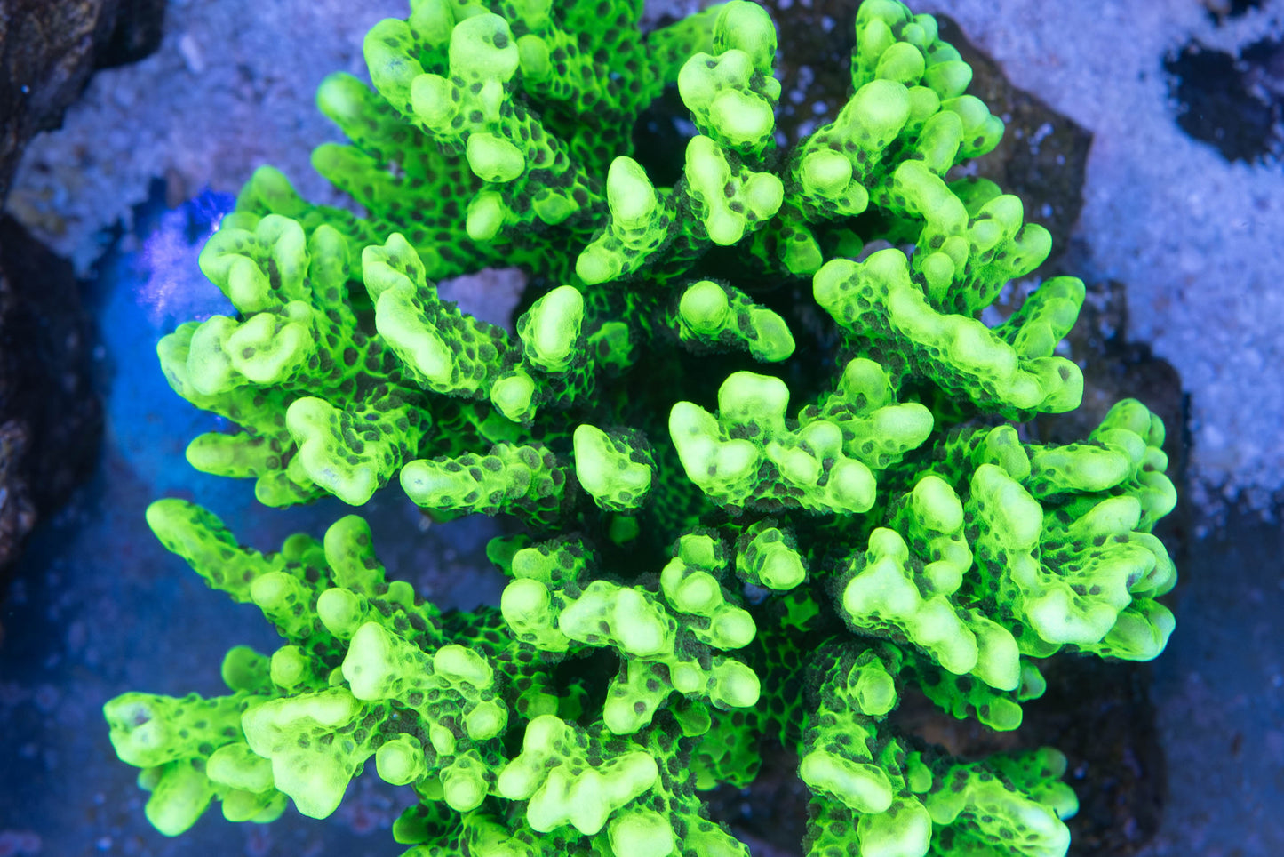 WWC Slimeball Anacropora