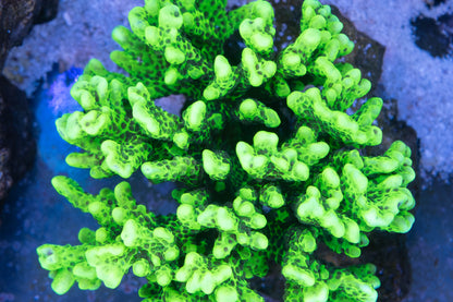 WWC Slimeball Anacropora