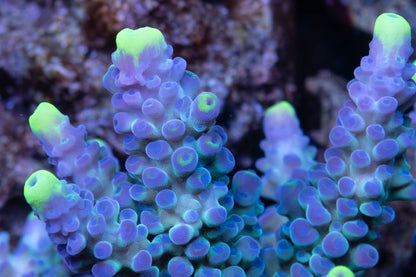 WWC Yellow Tip Acropora