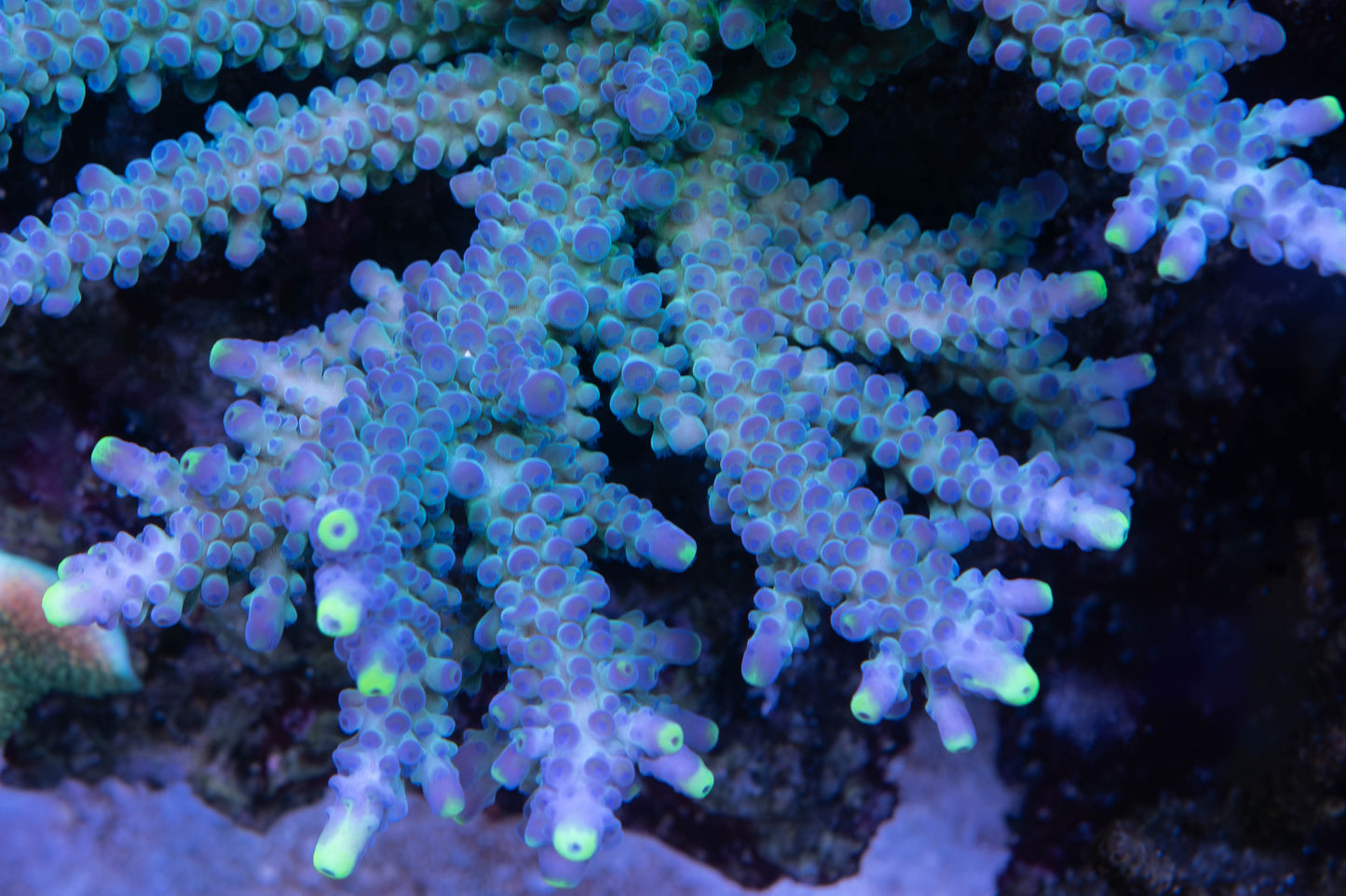 WWC Yellow Tip Acropora