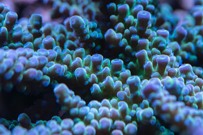 WWC Yellow Tip Acropora