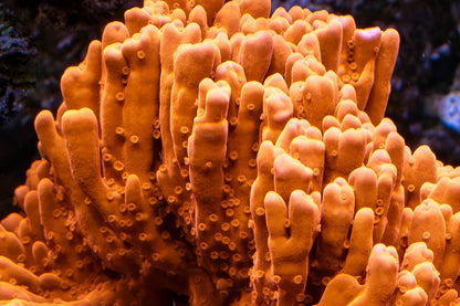 Tyree Orange Setosa Montipora