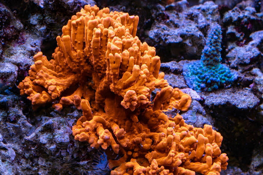 Tyree Orange Setosa Montipora