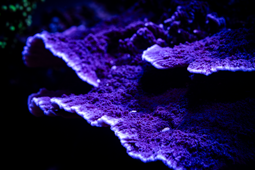 Vivid's Purple Cap Montipora