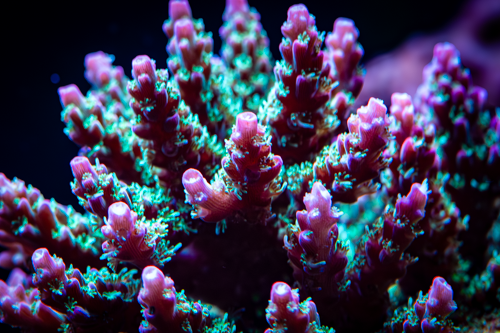 WWC Ragin Red Microclados Acropora